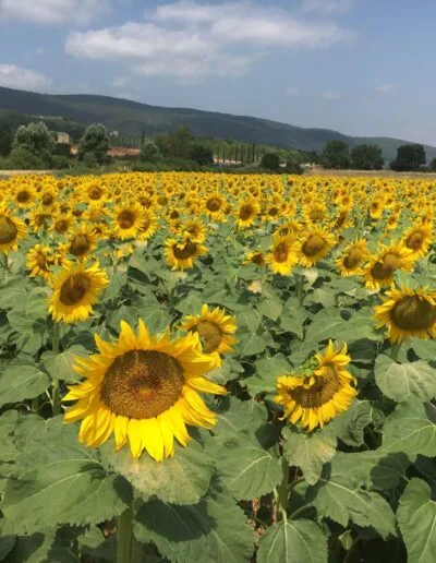 a field of sunflowers with Tuscan mountains in the background