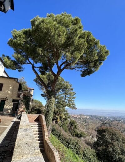 Tuscan panoramic view with tree on a hill