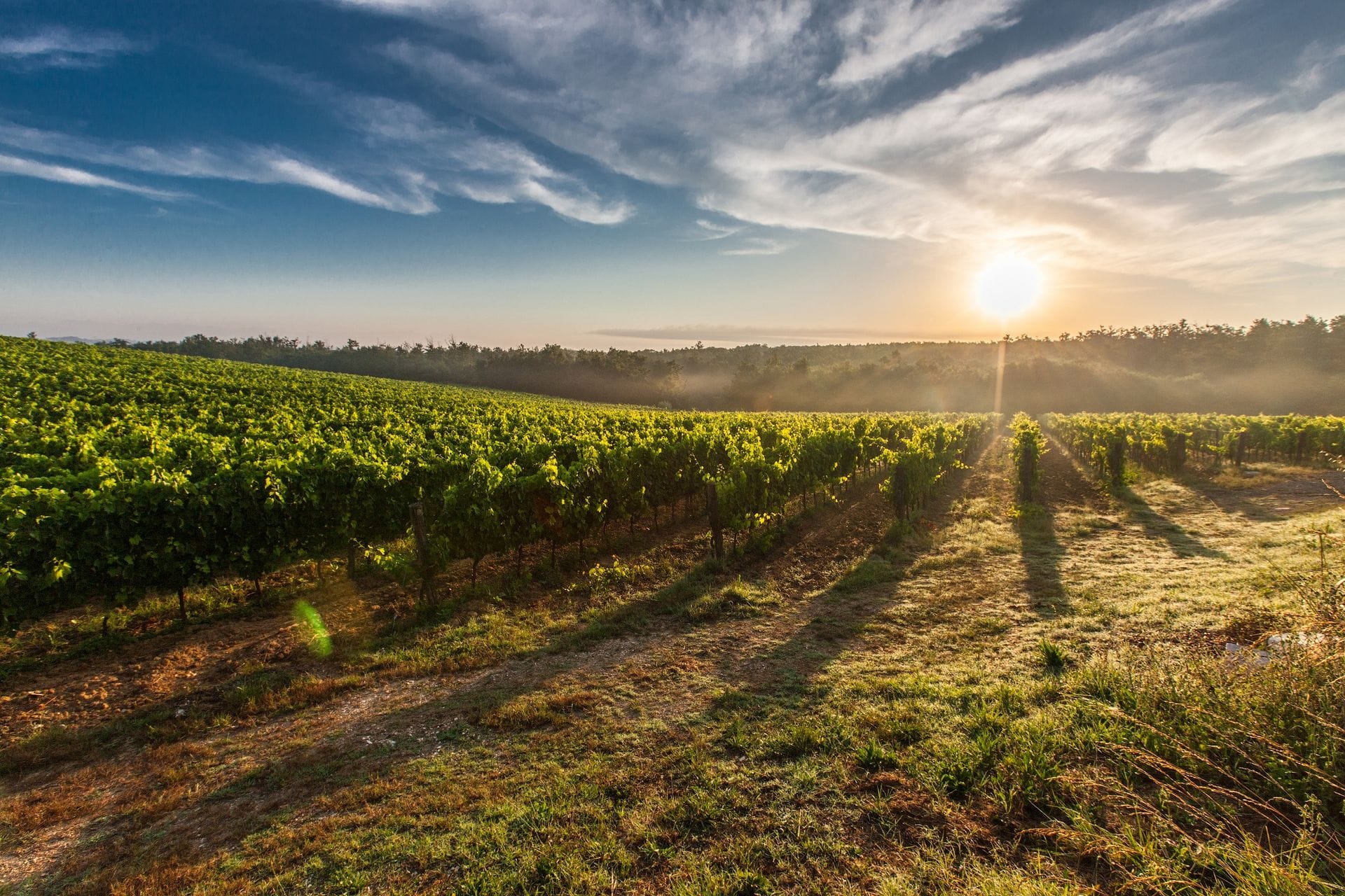 view of a vineyard in Tuscany with the sun rising, casting long shadows.